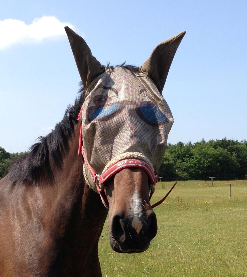 Tysk Varmblod Ak's Crispy - Hipster ;-) billede 15