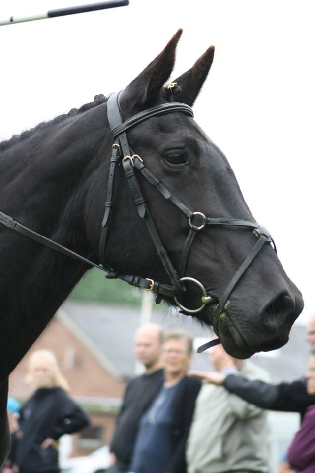 Anden særlig race Ydun billede 12