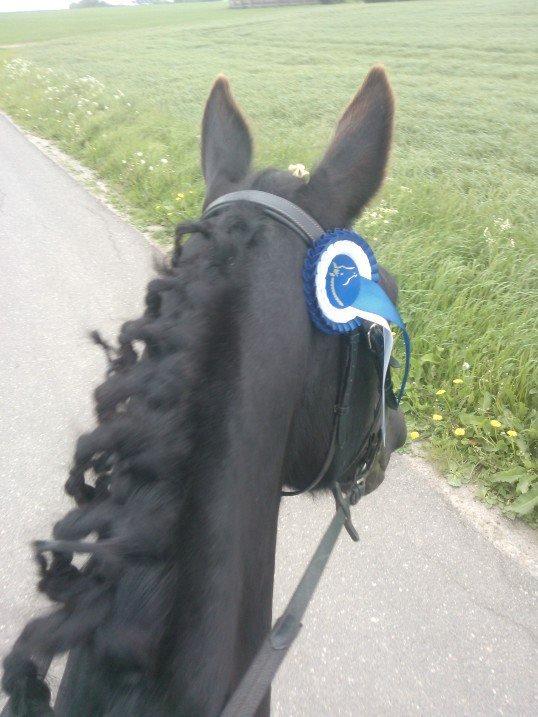 Anden særlig race Ydun - Anden plads til ringridning! :D Godt Gået! billede 4