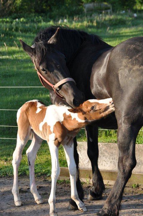 Anden særlig race Ydun - Ydun og Gaia :O billede 5