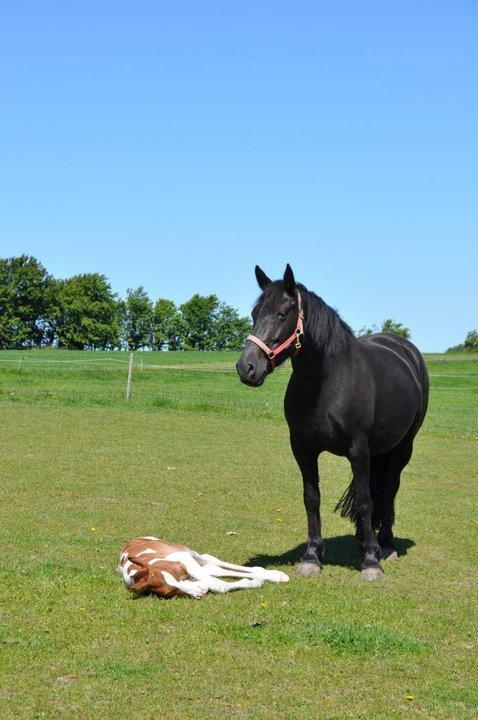 Anden særlig race Ydun billede 13