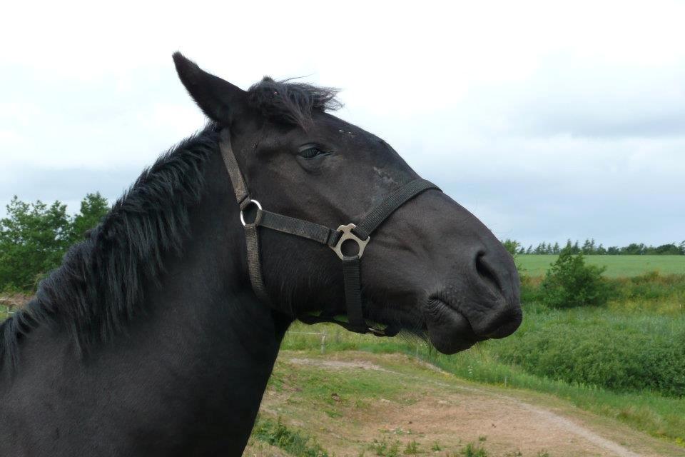 Anden særlig race Ydun billede 14