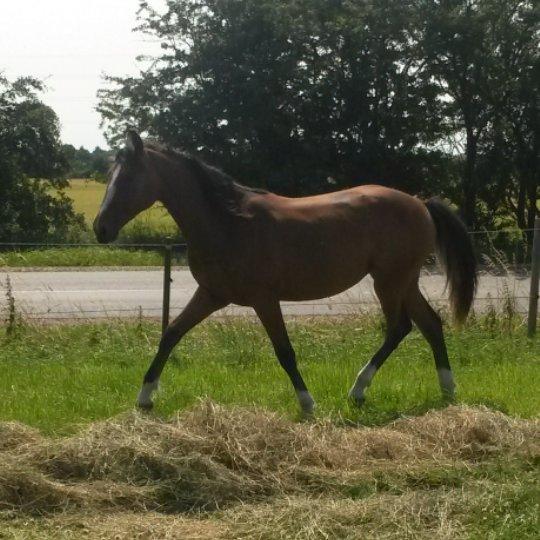 Welsh Partbred (Sec F) Skovsmindes Angelique (Angie) billede 28