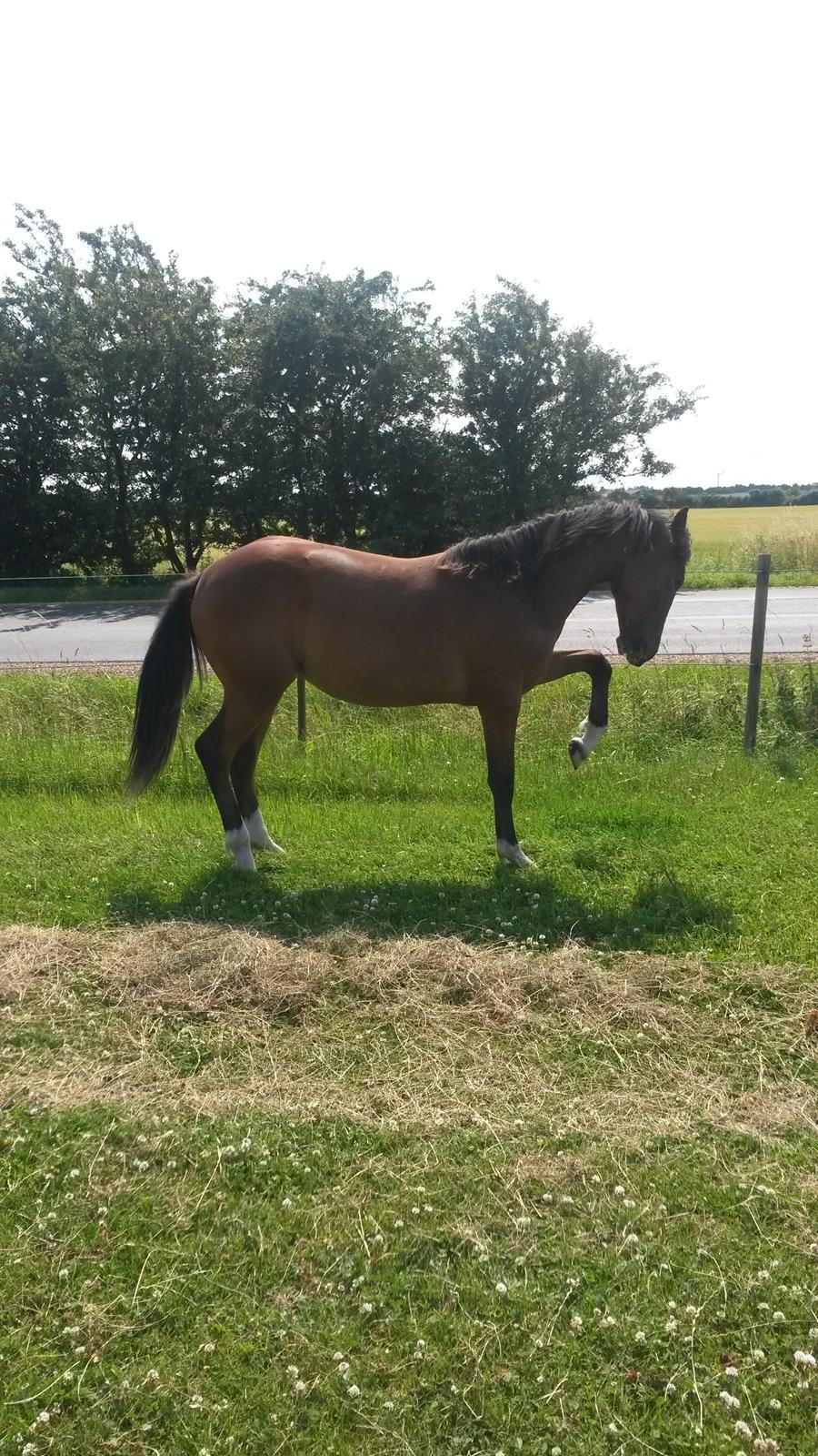 Welsh Partbred (Sec F) Skovsmindes Angelique (Angie) billede 29