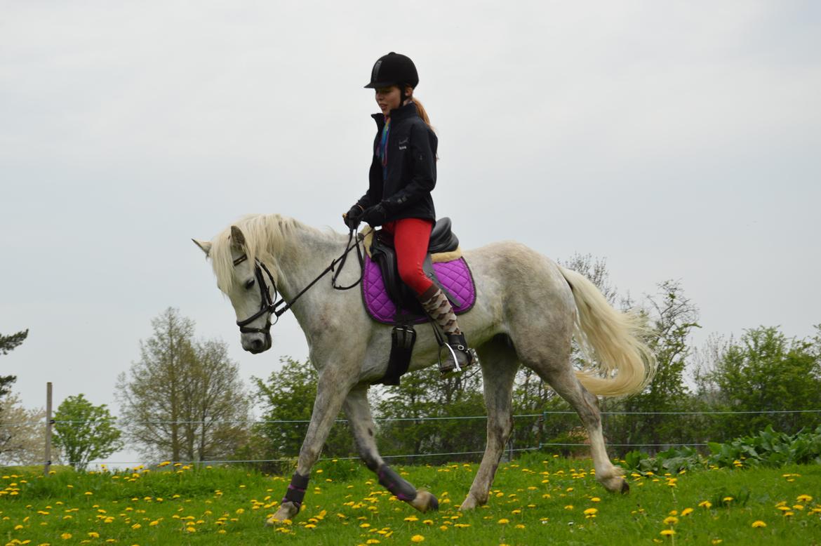 Welsh Partbred (Sec F) Klintholms Miss Shania - Forår 2013 billede 6