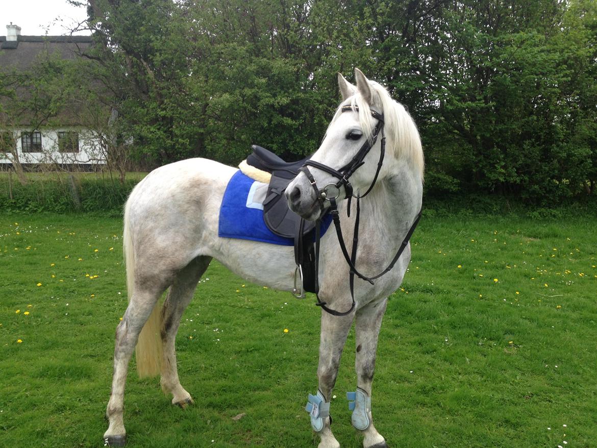 Welsh Partbred (Sec F) Klintholms Miss Shania - Forår/sommer 2013 billede 11