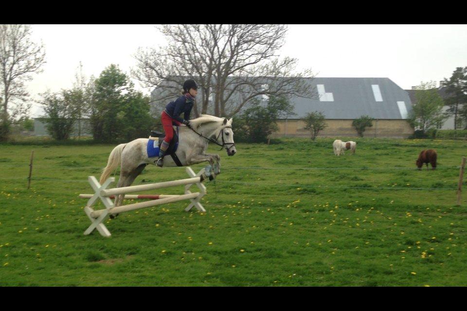 Welsh Partbred (Sec F) Klintholms Miss Shania - Forår/sommer 2013 billede 13