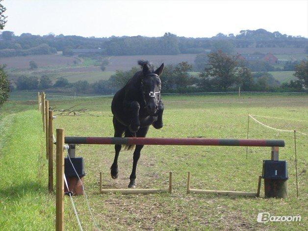 Anden særlig race Ydun billede 15