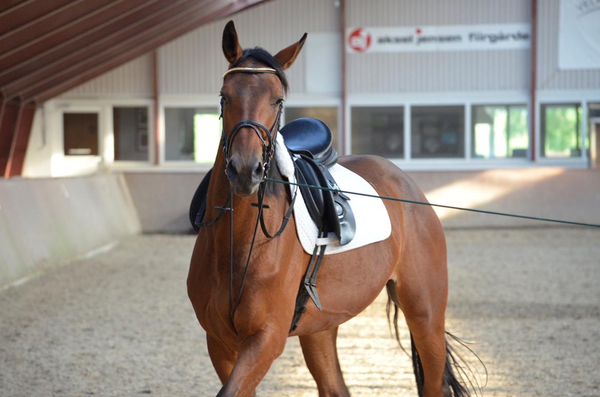 Anden særlig race Enghavegaards Fifty Cent - 12-07-2013 billede 16