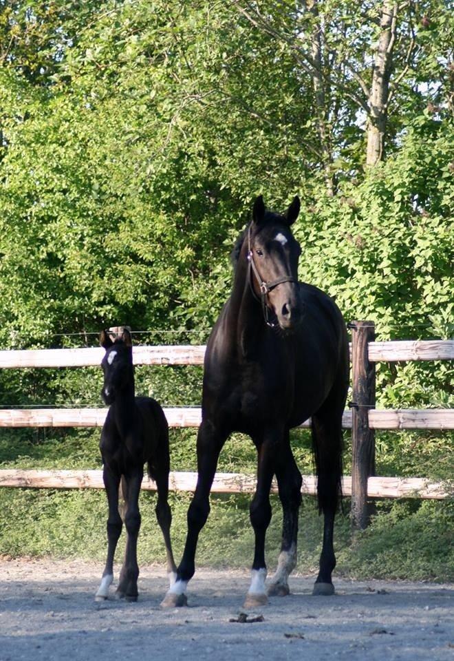 Dansk Varmblod Gørklintgårds Deena - Deena som føl billede 11