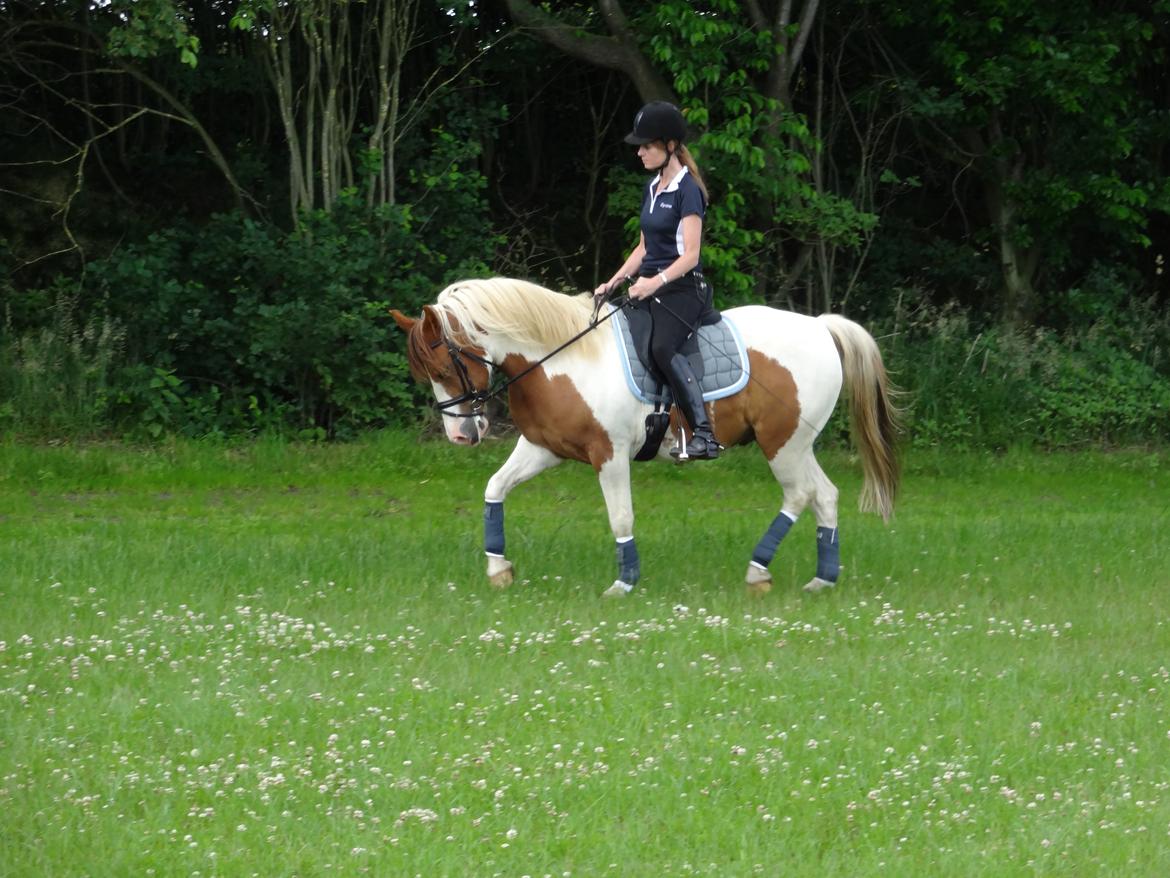 Pinto Sunshine billede 13