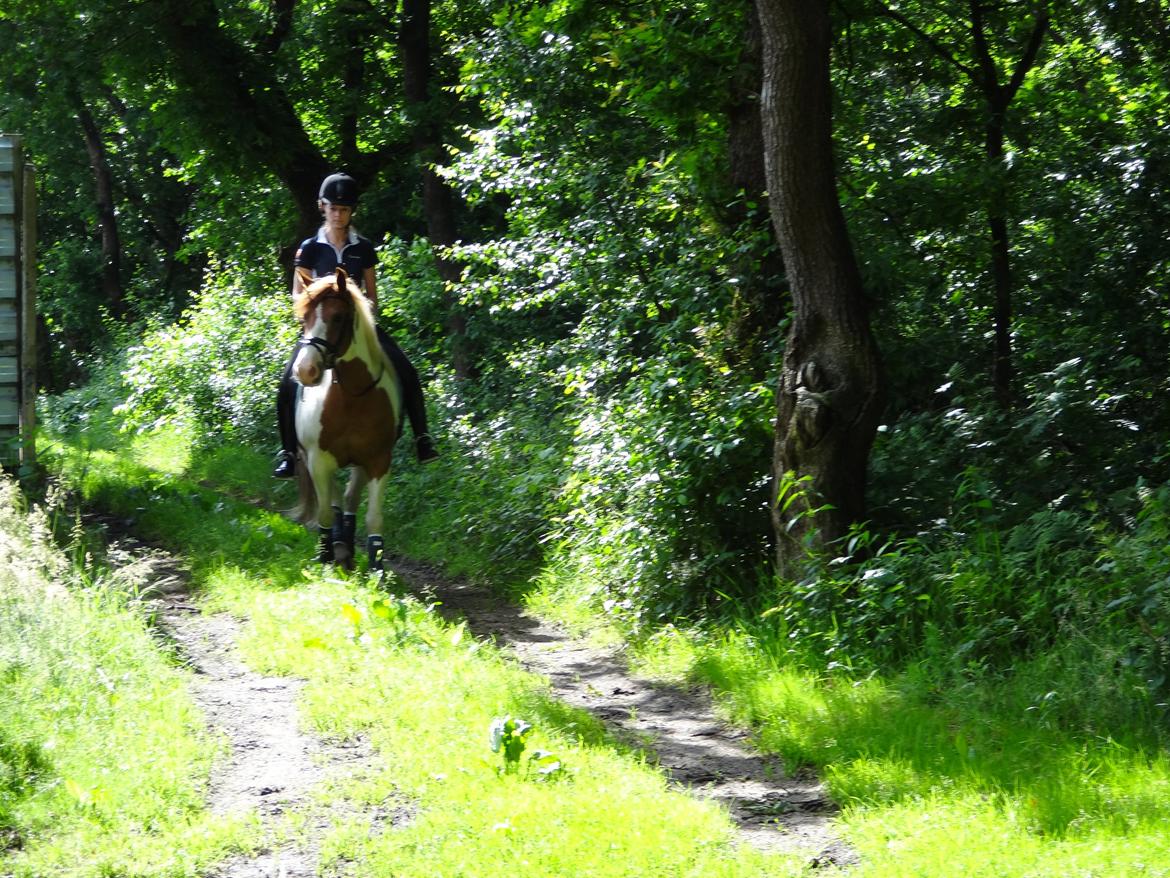 Pinto Sunshine billede 15