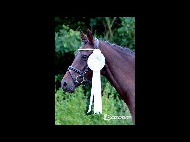 DSP Day-lights naomi - Sølvmedalje hoppe i spring<3
Kan da ikke andet en at falde for den pony:D billede 32