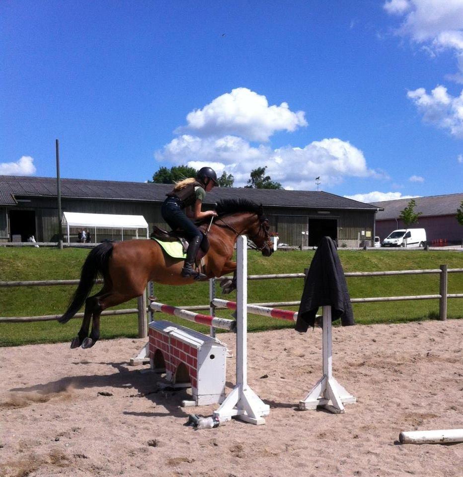 Welsh Pony (sec B) Victoria Madly <3 (A pony) - dygtig pony <3 billede 20