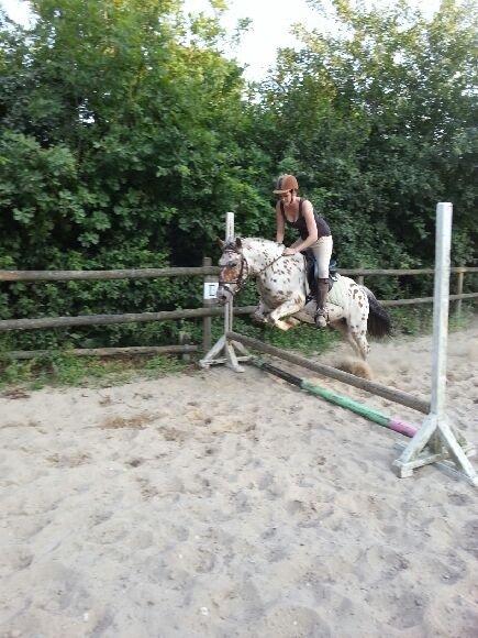 Knabstrupper Murphy *Min basse* <3 billede 19