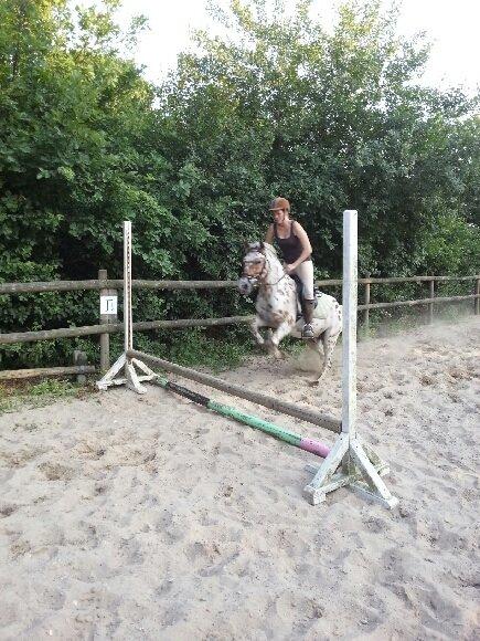 Knabstrupper Murphy *Min basse* <3 billede 20