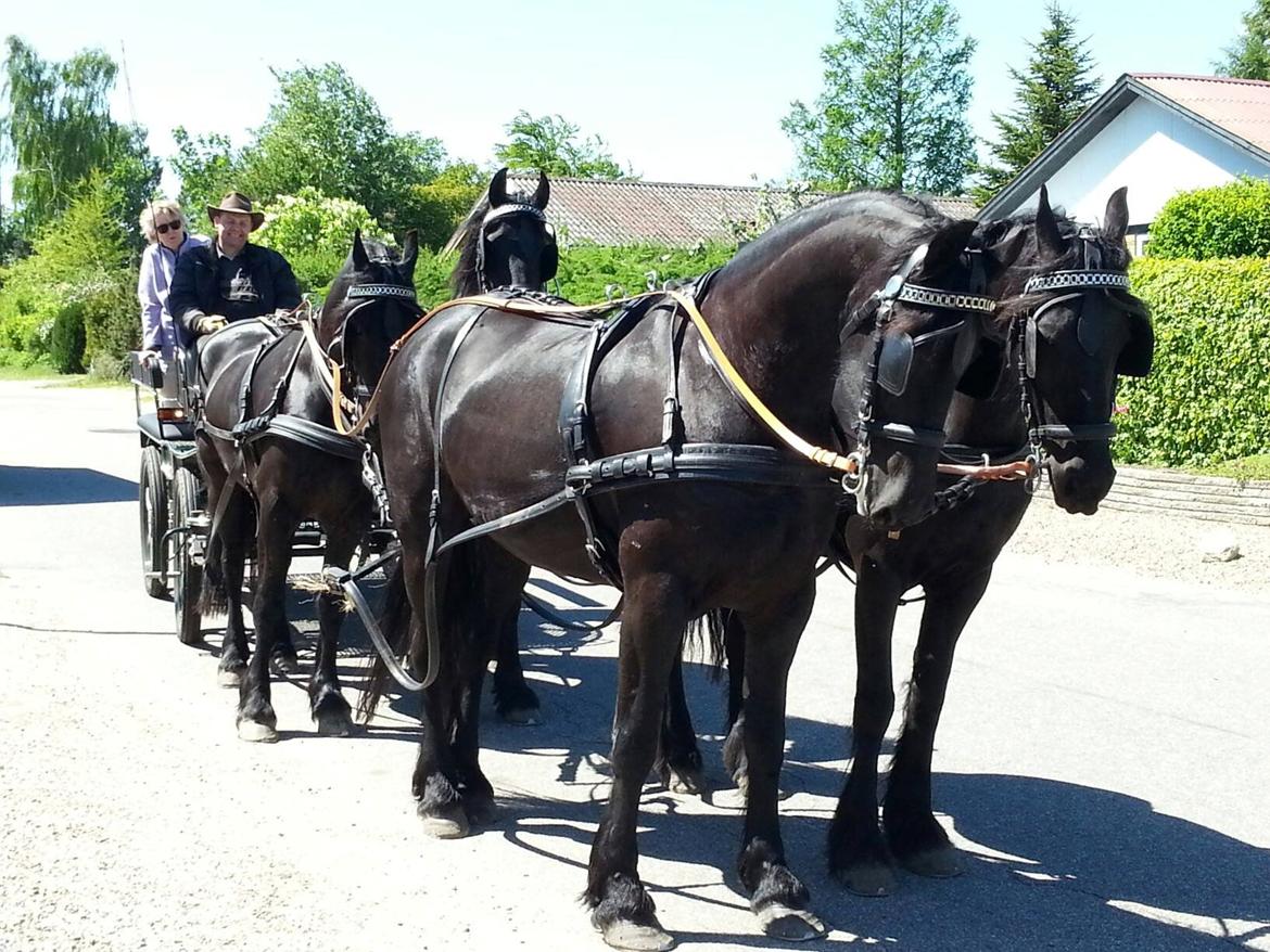 Frieser #  Jannie Van`t Grupje  # - 03-06-2013 
Det er 2 gang vi kører 4 spand. 
Jannie går forrest til højre. billede 20