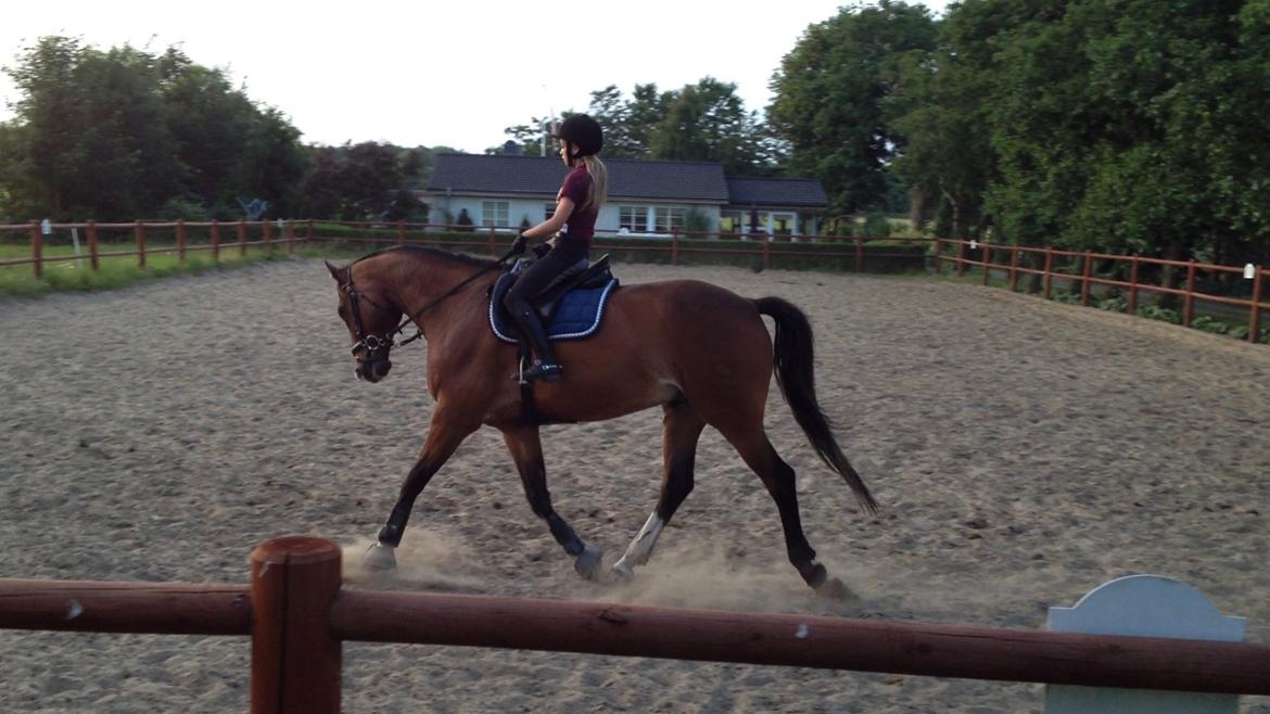 Dansk Varmblod Stejlbjerggaards Cyrillis - 12/07 - 2013 billede 9