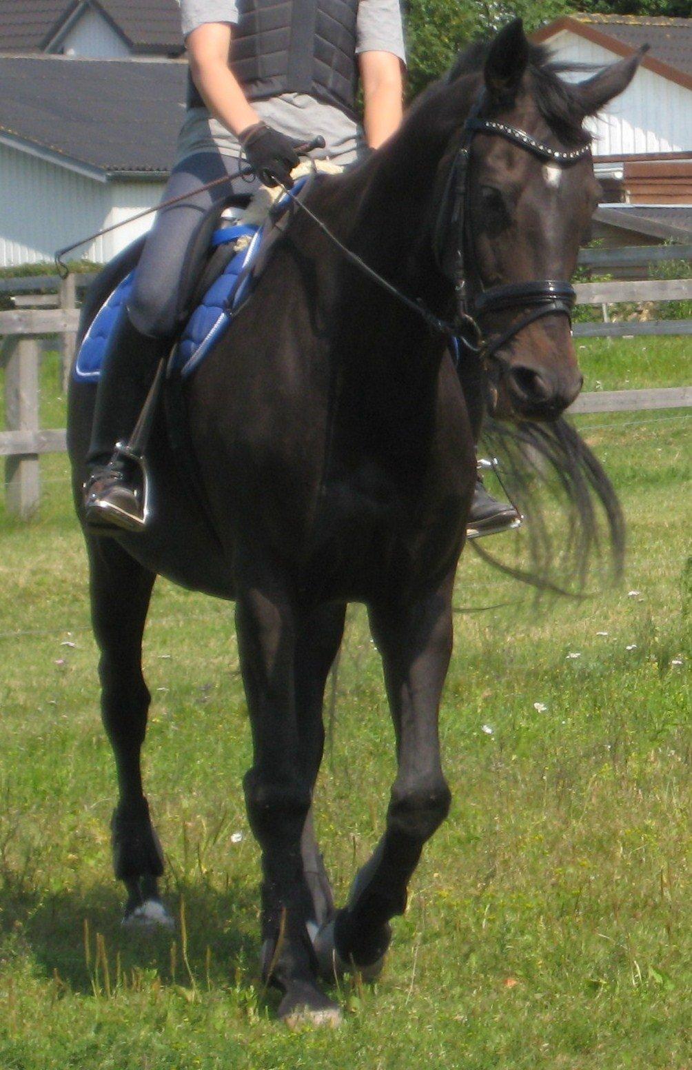 Dansk Varmblod Pegasus - Klar til at debutere på springbanen :o) billede 1