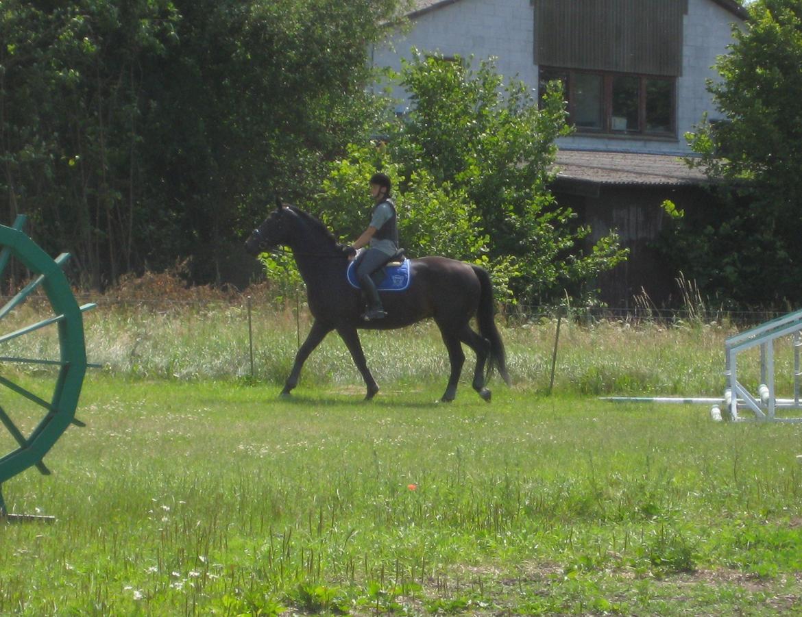 Dansk Varmblod Pegasus - Skal lige se banen an ;o) billede 2