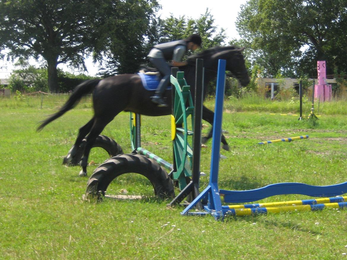 Dansk Varmblod Pegasus billede 4