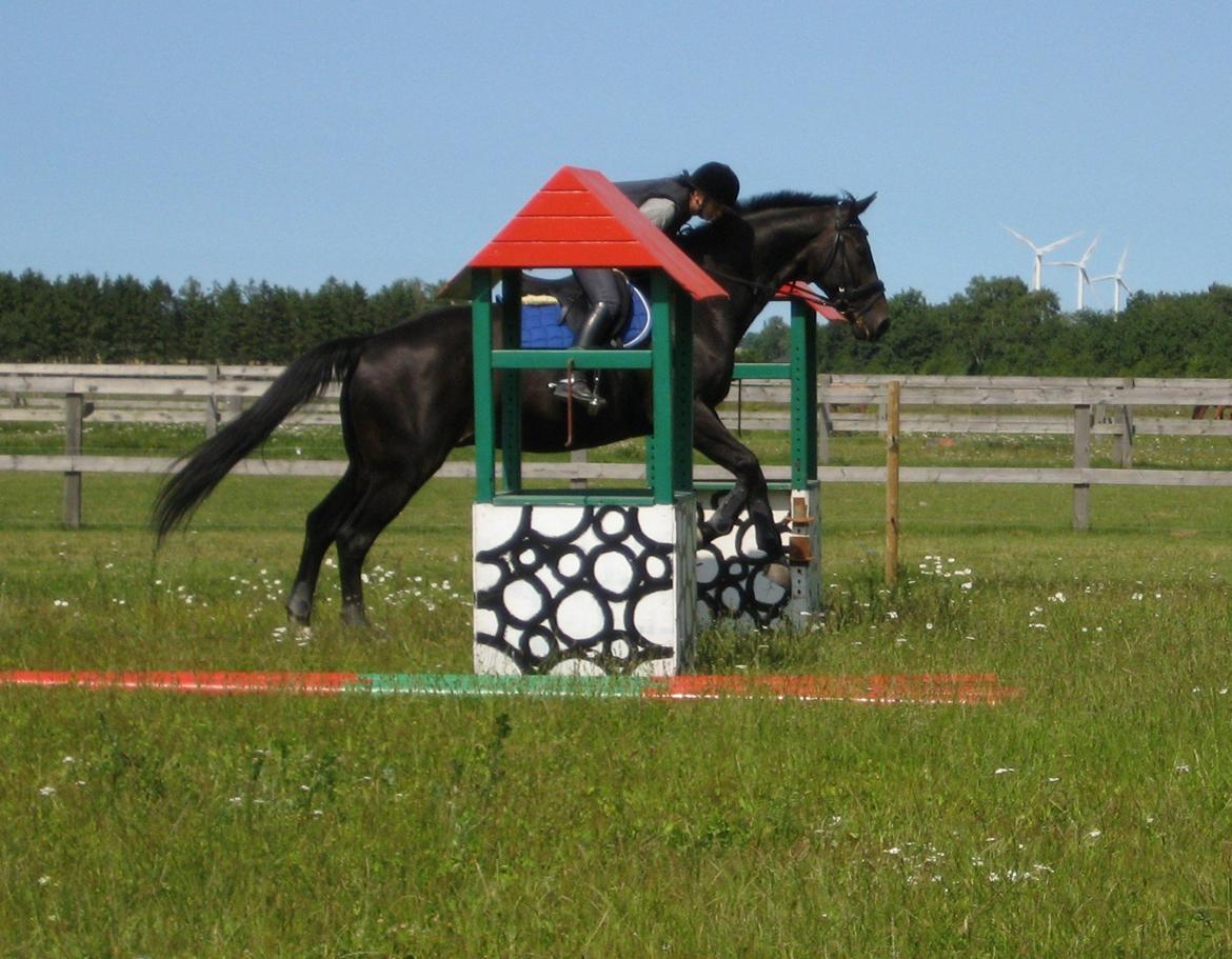 Dansk Varmblod Pegasus billede 5