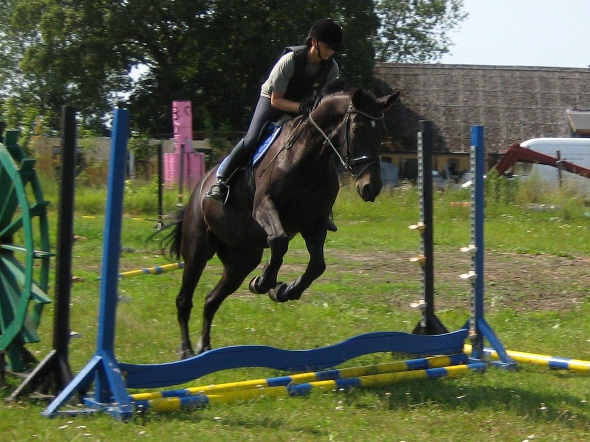 Dansk Varmblod Pegasus - Tøse-spring ;o) billede 3