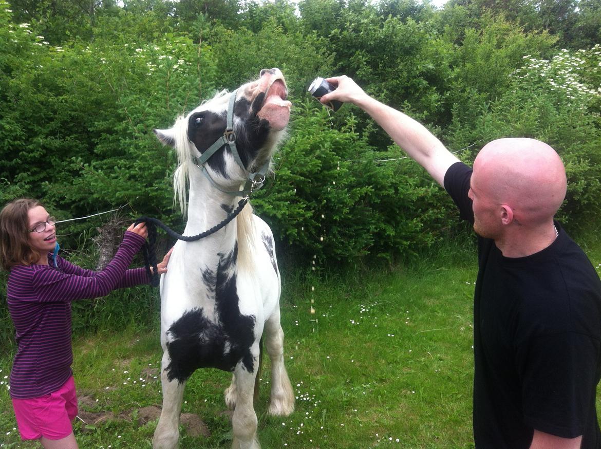 Irish Cob Ni¨no - Alt skal smages og han gør alt for det. billede 14