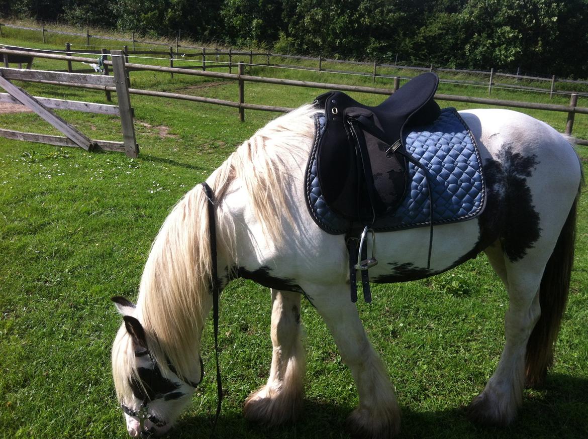 Irish Cob Ni¨no billede 15