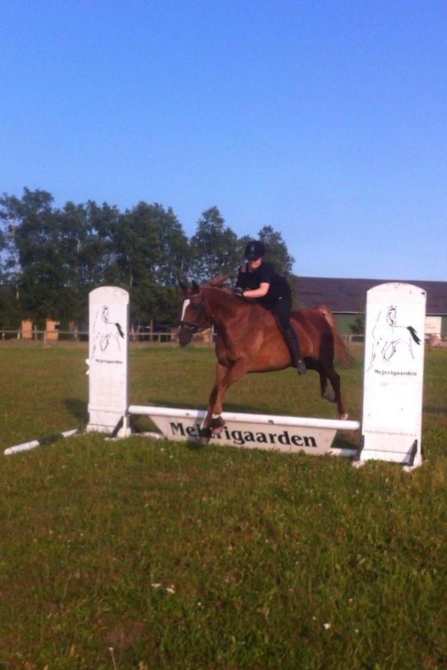 Sportsaraber (A) Selina - Nu uden sadel ;D billede 15