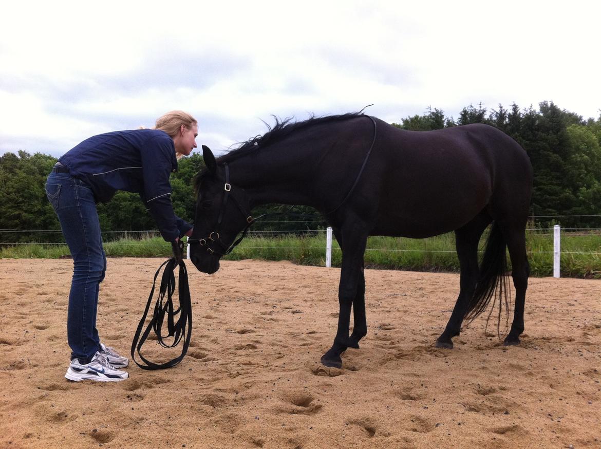 Anden særlig race Ayla (Tidl. hest) billede 18