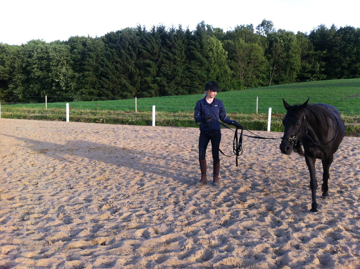 Anden særlig race Ayla (Tidl. hest) billede 12