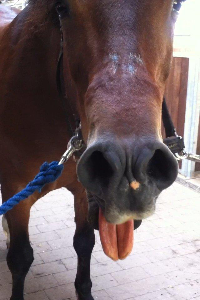 Welsh Cob (sec D) Maximus billede 1