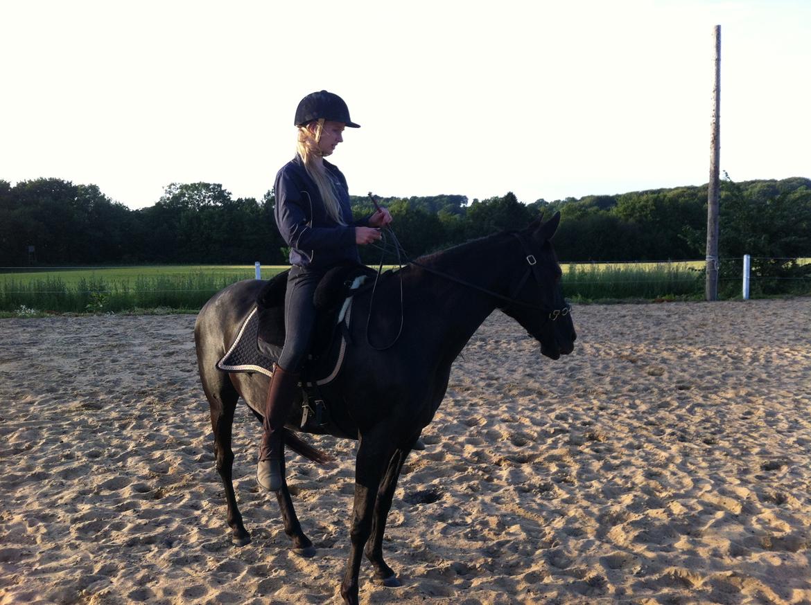 Anden særlig race Ayla (Tidl. hest) billede 10