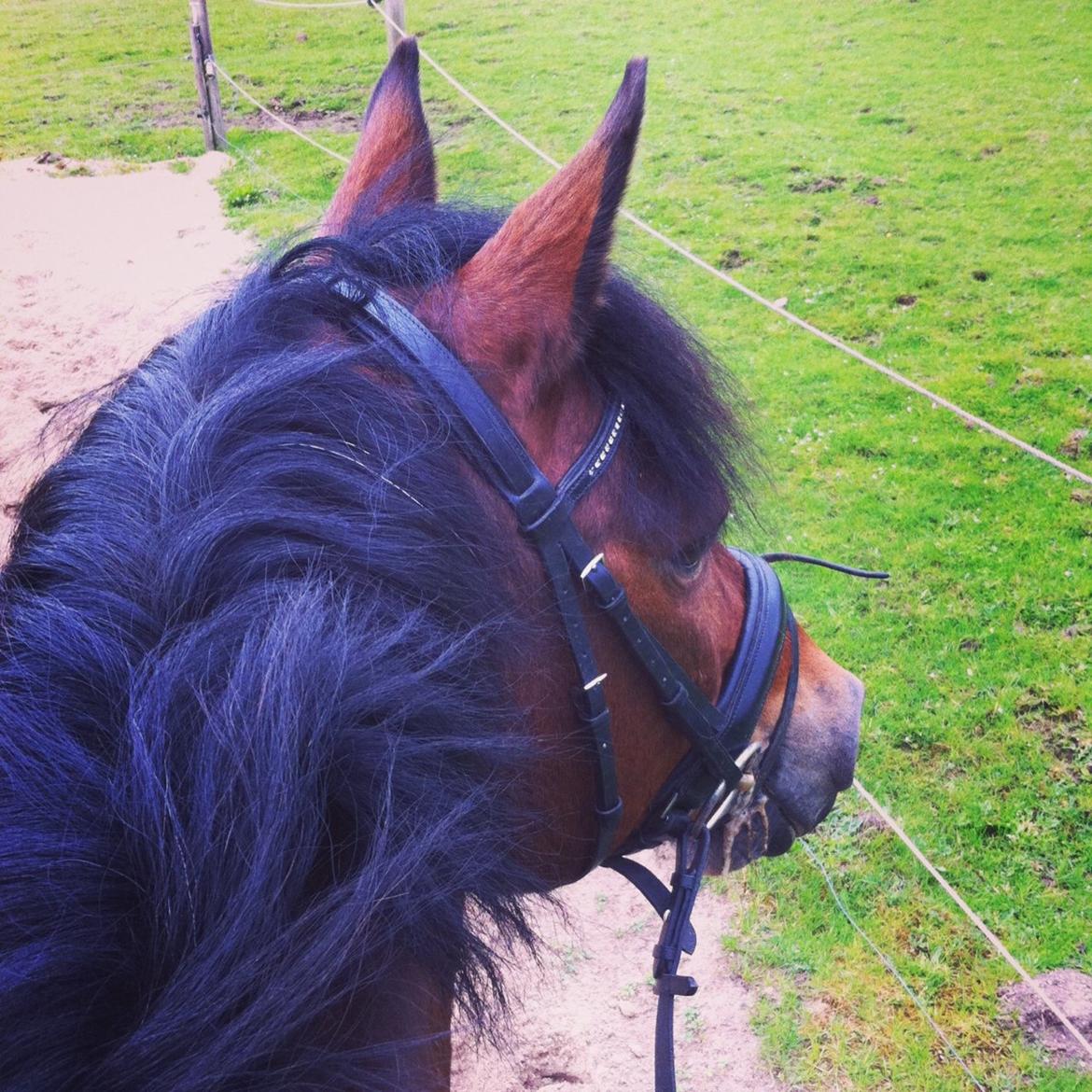 Welsh Cob (sec D) Maximus billede 2