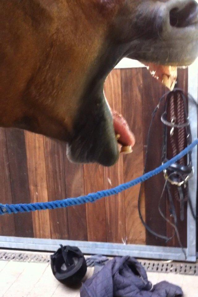 Welsh Cob (sec D) Maximus billede 3