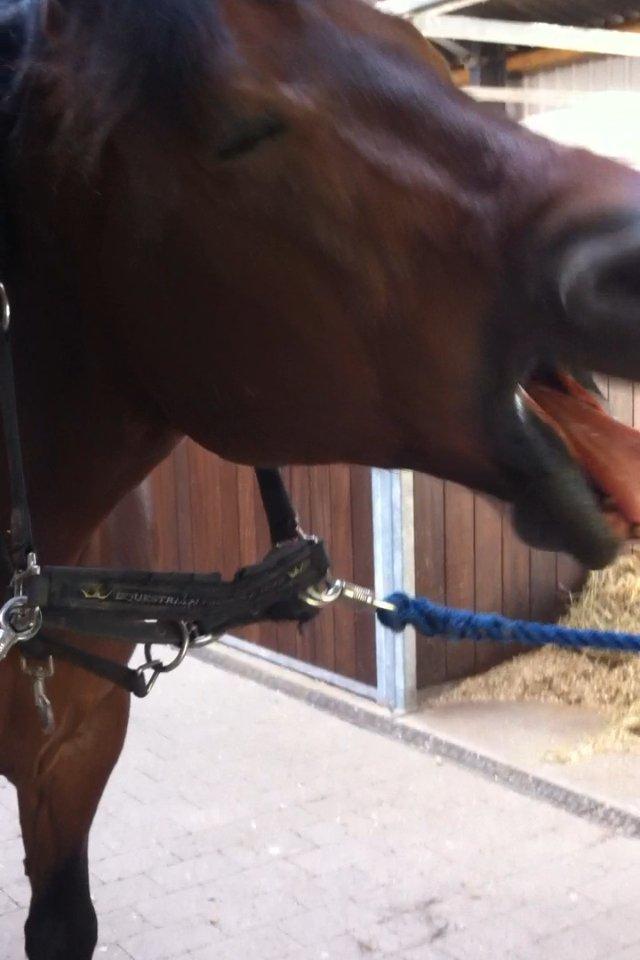 Welsh Cob (sec D) Maximus billede 4