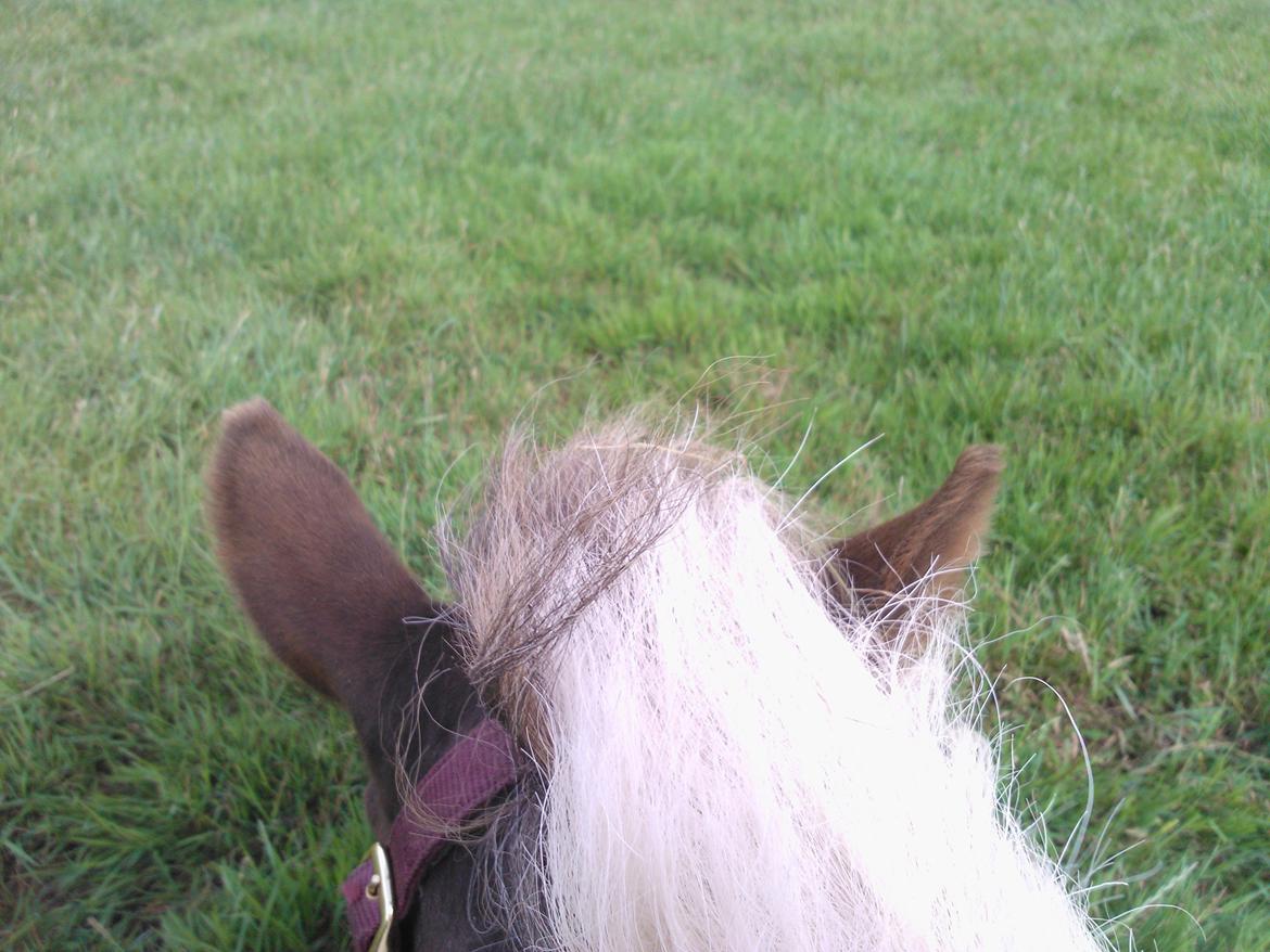 Anden særlig race Samba - fra hesteryg :) billede 14