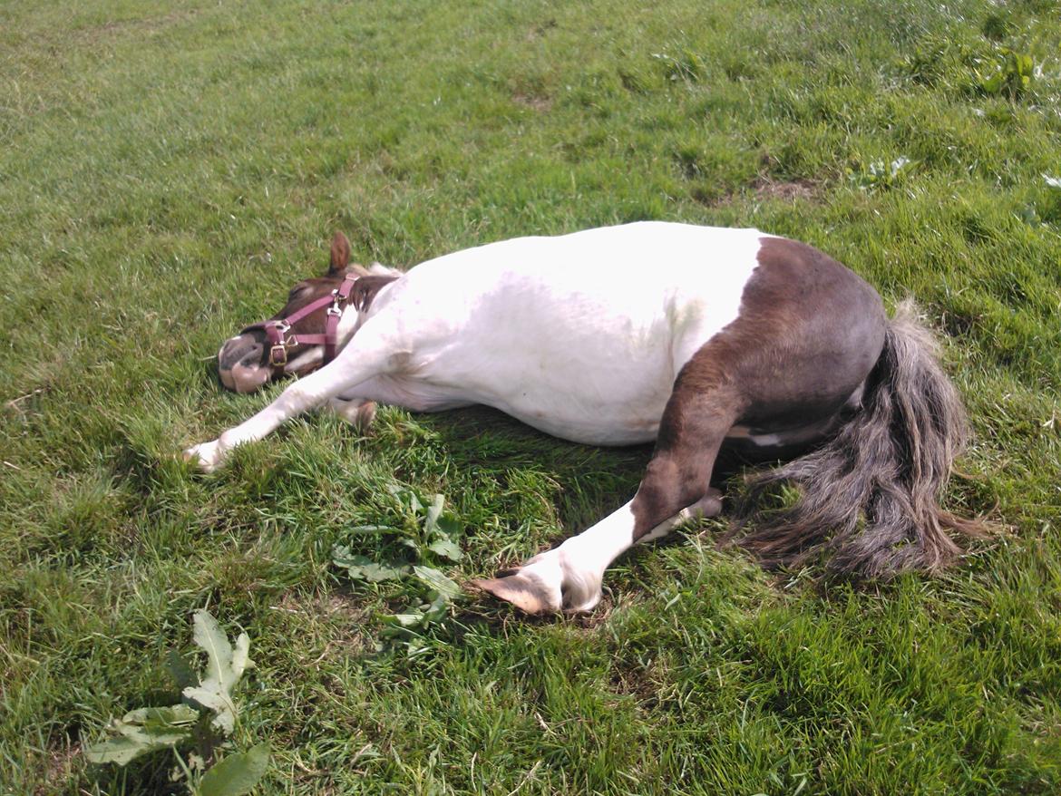 Anden særlig race Samba - 1 STK flad hest thihi tak fordi du kiggede  billede 17