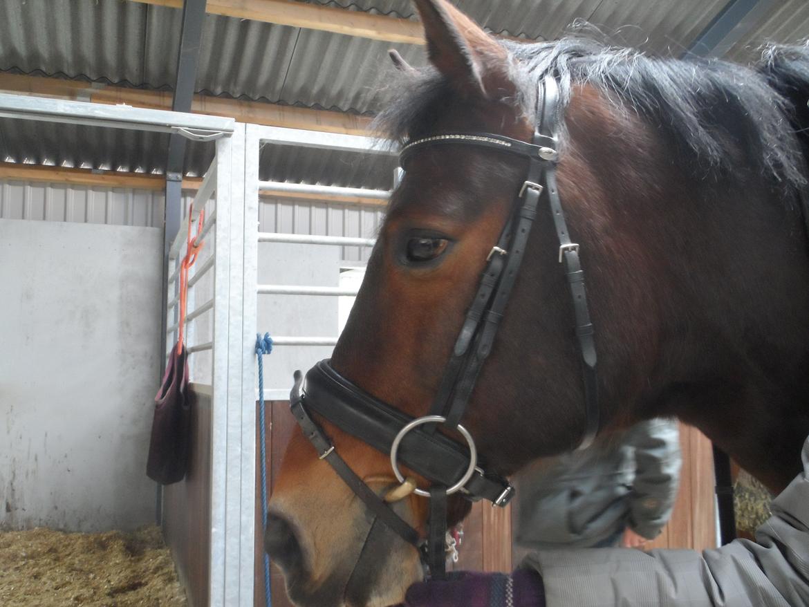 Welsh Cob (sec D) Maximus billede 5