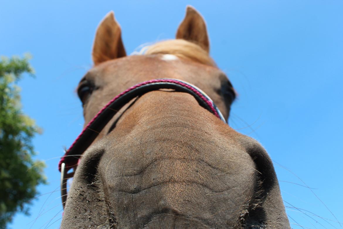 Arabisk fuldblod (OX) Zakiyah El Azraff billede 2