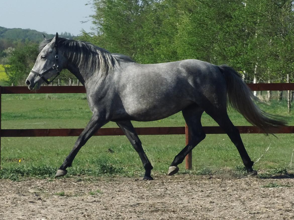 Lipizzaner Fantasia - 290 - Foto: Mig billede 4