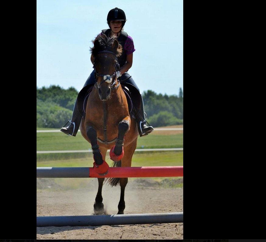 New Forest Megan - ”The horse is the most beautiful of God's creations.” billede 1