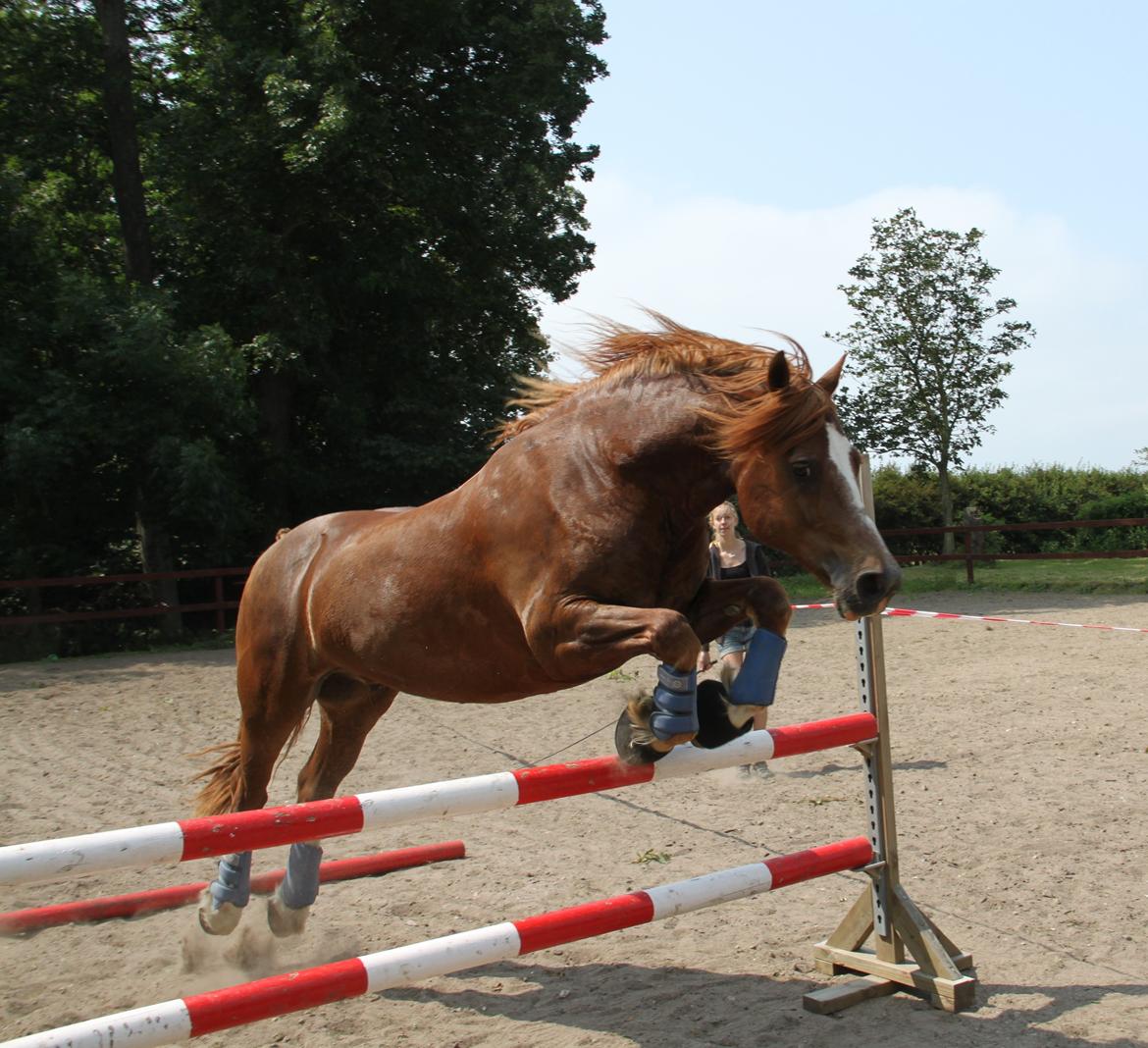 Welsh Cob (sec D) Valhallas Lord Matrafal - Matti springer for første gang 90 cm. Juli 2013 billede 21