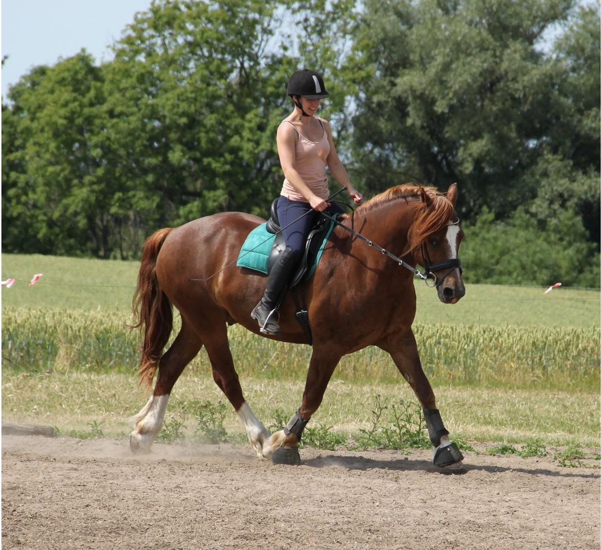 Welsh Cob (sec D) Valhallas Lord Matrafal - Juli 2013 billede 10