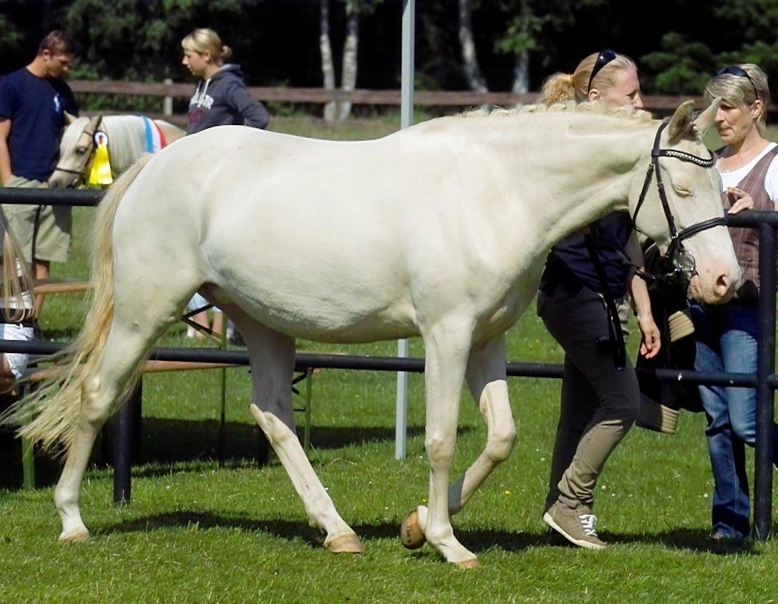 Tysk Sportspony Fyrstinde Feodora billede 2