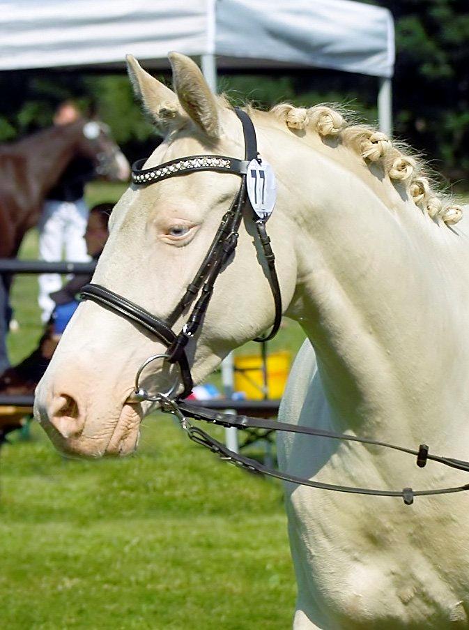 Tysk Sportspony Fyrstinde Feodora billede 4