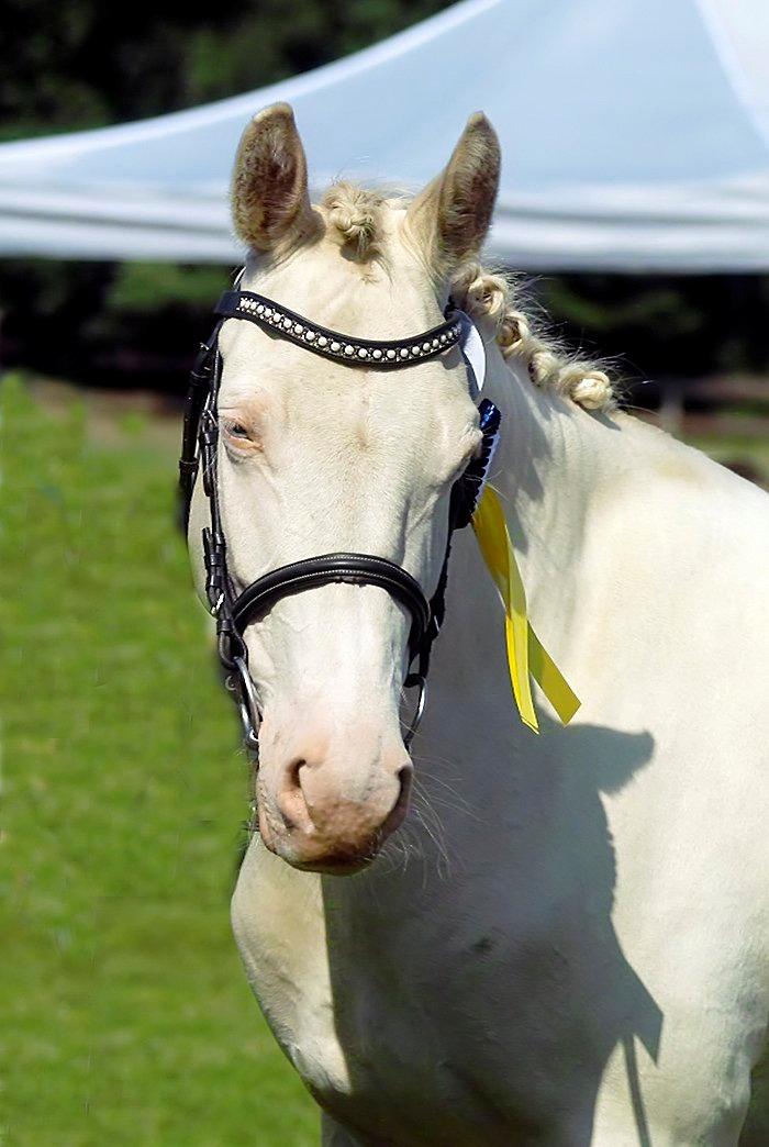 Tysk Sportspony Fyrstinde Feodora billede 1