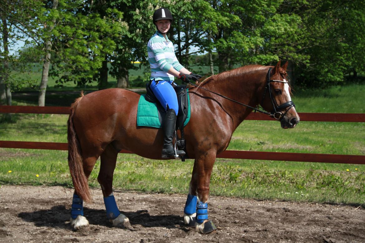 Welsh Cob (sec D) Valhallas Lord Matrafal billede 26