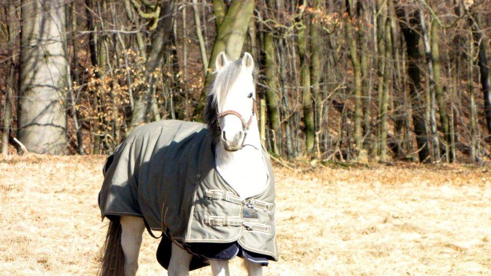 Welsh Pony (sec B) BJERREGÅRDS SANTOS RIP † billede 24